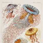 Jellyfish-mobile