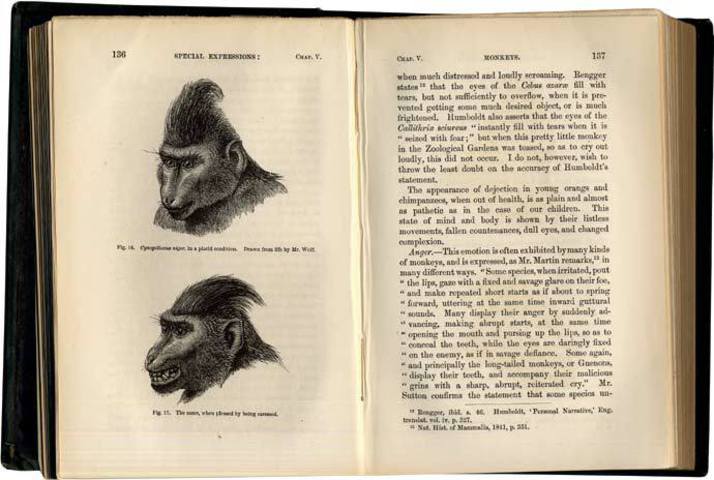The Expression of the Emotions in Man and Animals. With photographic and  other illustrations. London, John Murray, 1872. | The Historical Library of  Karolinska Institutet and the Swedish Society of Medicine